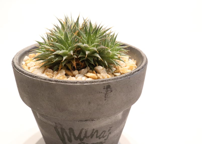 デウテロコニア クロランサ | mana's farm:塊根植物・アガベ・ドライ