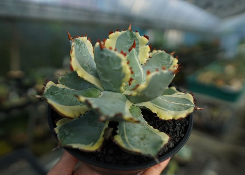 アガベ 兜蟹錦 連棘 Agave isthmensis “Kabutogani” varieg