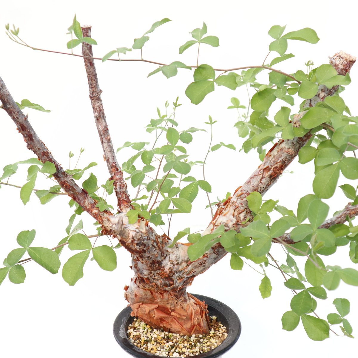 コミフォラ オルビクラリス | mana's farm:塊根植物・アガベ・ドライ