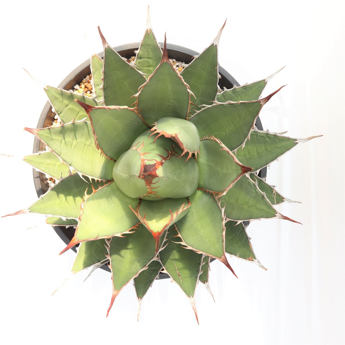 Agave purpusorum syn A horrida ssp perotensis |