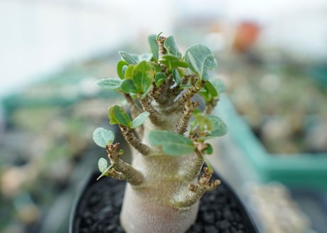 アデニウム　Adenium　No.1