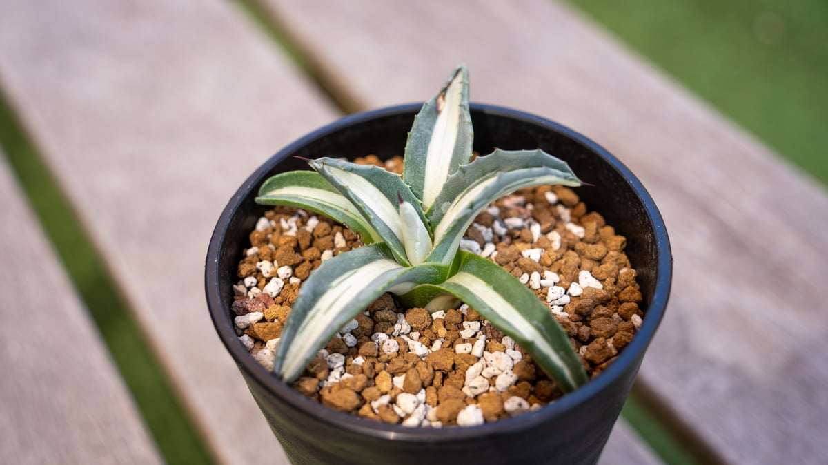 アガベ 華厳 | mana's farm:塊根植物・アガベ・ドライガーデン植物販売