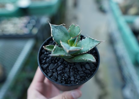 アガベ　チタノタ　FO-76　Agave titanota  FO-76　No.11