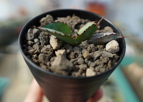 アガベ　チタノタ　 ブラックアンドブルー 　Agave titanota black and blue No.4