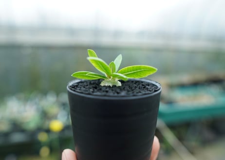 パキポディウム　恵比寿笑い　Pachypodium brevicaule　No.1