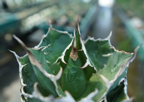 アガベ　チタノタ　白鯨　Agave titanota White whale