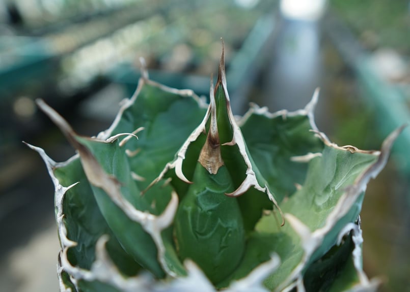 アガベ チタノタ 白鯨 / Agave titanota White Whale Amazon｜アガベ チタノタ 白鯨/Agave titanota 'White Whale