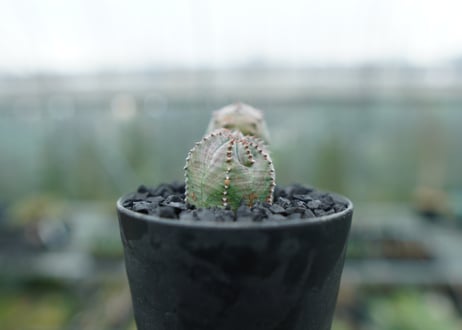 ユーフォルビア　オベサブロー　Euphorbia ObesaBlow  No.2