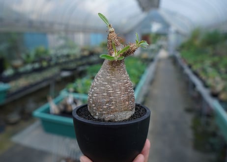 【発根管理中】パキポディウム　グラキリス　 Pachypodium Gracilius  No.5