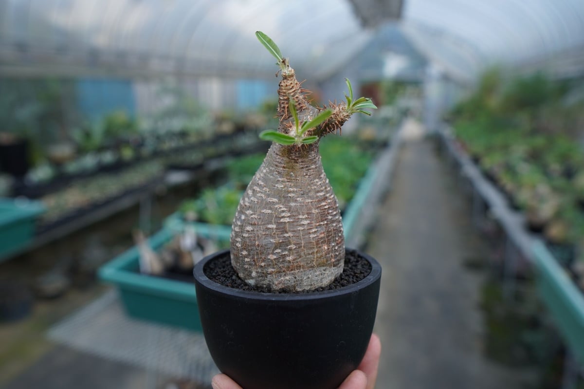 【発根管理中】パキポディウム　グラキリス　 Pachypodium Gracilius No.5