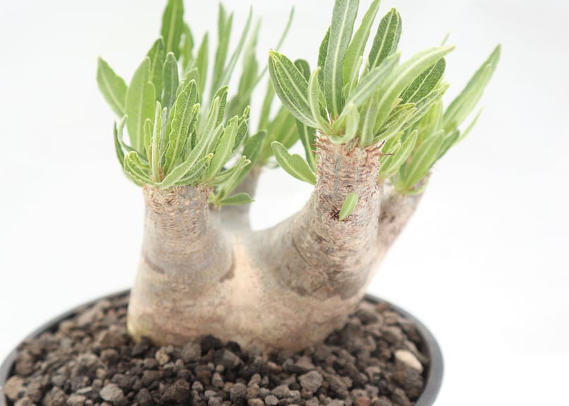 パキポディウム イノピナツム | mana's farm:塊根植物・アガベ・ドライ