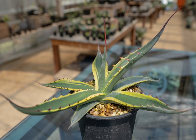 アガベ スカブラ錦 | mana's farm:塊根植物・アガベ・ドライ