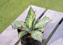 ダシリリオン ウィーレリー | mana's green:塊根植物販売|マナズ ダシリリオン ウィーレリー | mana's green:塊根植物販売|マナズ