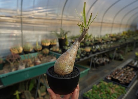 パキポディウム　グラキリス　 Pachypodium Gracilius  No.10