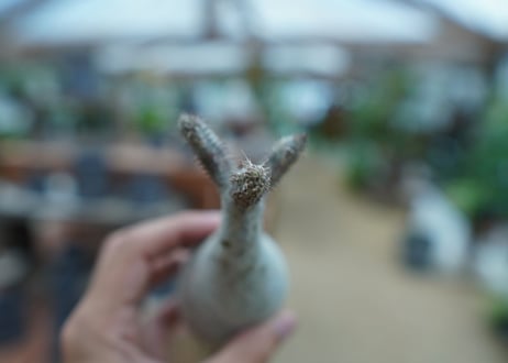 【抜き苗】パキポディウム　グラキリス　 Pachypodium Gracilius  No.9