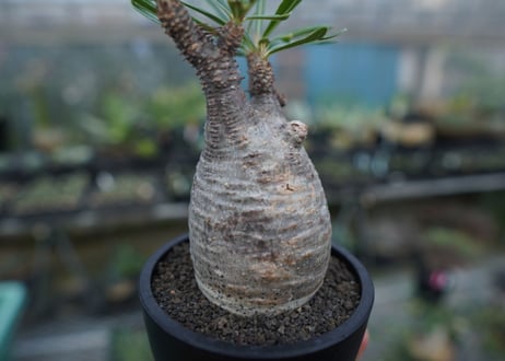 【発根管理中】パキポディウム　グラキリス　 Pachypodium Gracilius  No.10