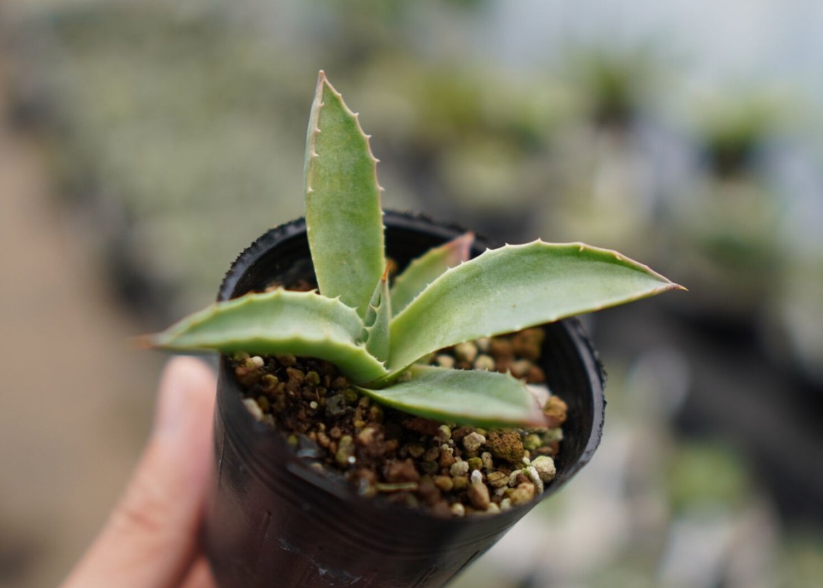 アガベ モンタナ アガベ モンタナ | hanayoshi-botanical