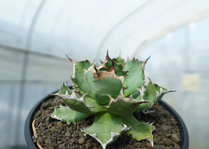 アガベ　チタノタ　ドワーフ こんにちは、カメオです＼(^o^)／ 🌵【幻のアガベ？ チタノタ