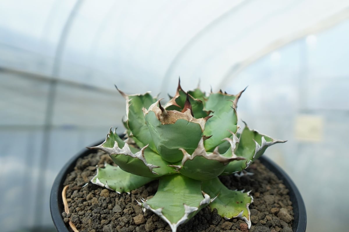 ★激選★アガベ チタノタ ドワーフ Agave Titanota dwarf