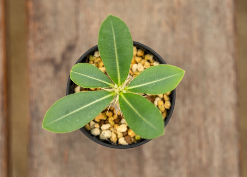 パキポディウム レウコキサンツム | mana's farm:塊根植物・アガベ