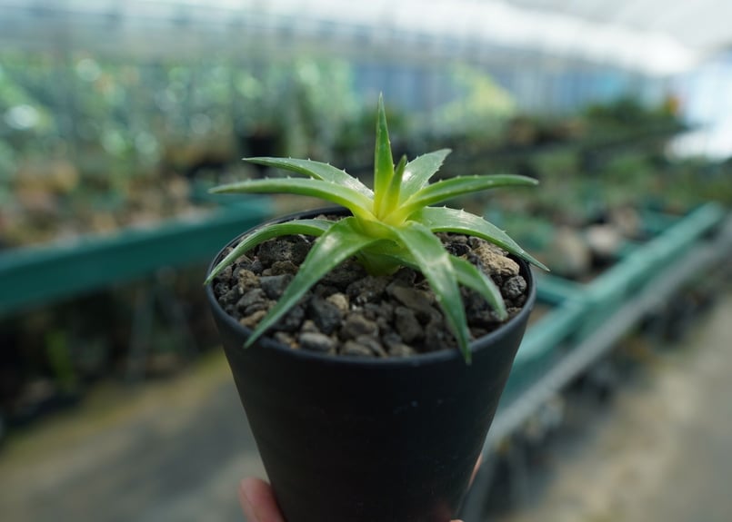 ディッキア ムーングロー Dyckia brevifolia Moon Glow No.2