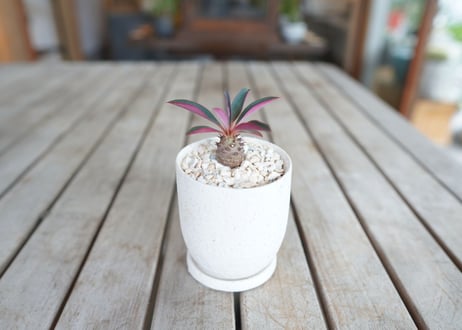 ユーフォルビア　パキポディオイデス　Euphorbia pachypodioides