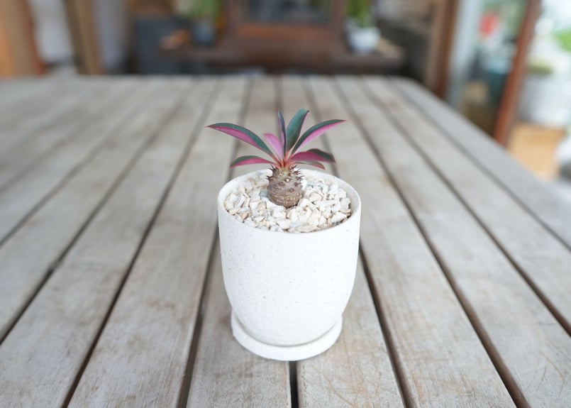 ユーフォルビア パキポディオイデス Euphorbia pachypodioides | ma