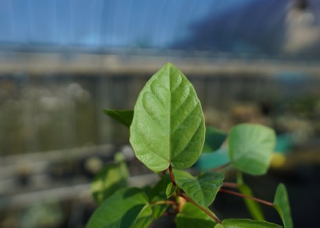 フィカス パルメリー Ficus palmeri  No.1