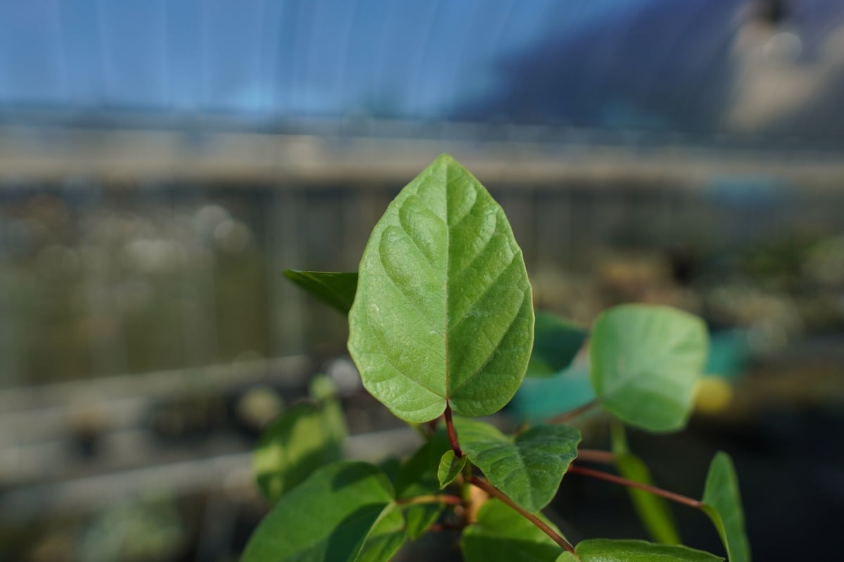 フィカス パルメリー Ficus palmeri No.1 | mana's farm:塊根