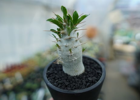 パキポディウム　サンデルシー　Pachypodeium saundersii  No.8