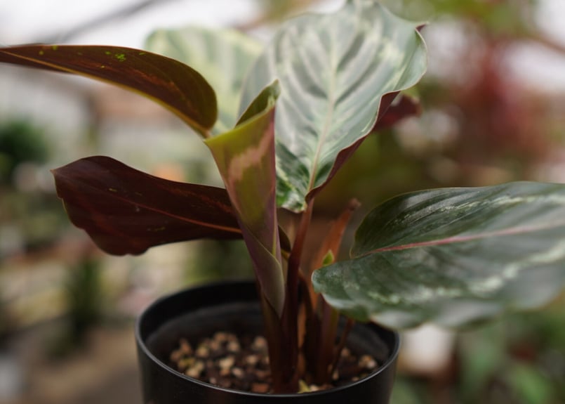 カラテア メダリオン | mana's farm:塊根植物・アガベ・ドライガーデン