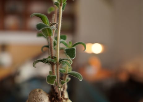 上海の女王　Sinningia tubiflora