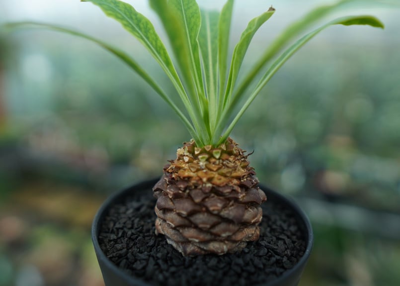 雌株】ユーフォルビア 鉄甲丸 Euphorbia bupleurifolia | mana