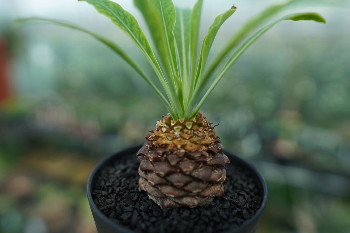 雌株】ユーフォルビア 鉄甲丸 Euphorbia bupleurifolia | mana