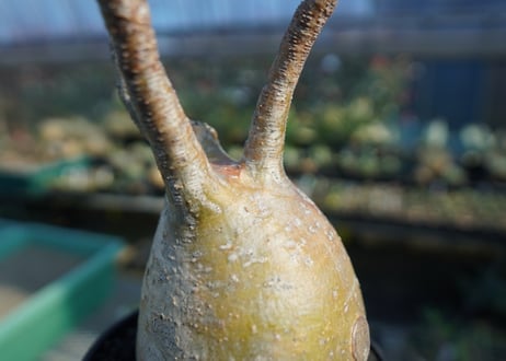 パキポディウム　グラキリス　 Pachypodium Gracilius  No.5
