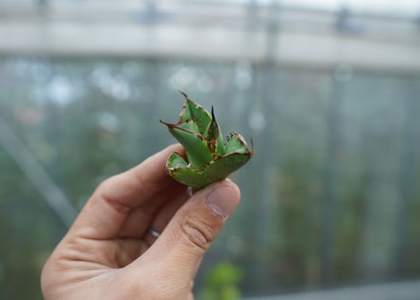 【抜き苗】アガベ　チタノタ　白鯨 fromイラン　Agave titanota White whale