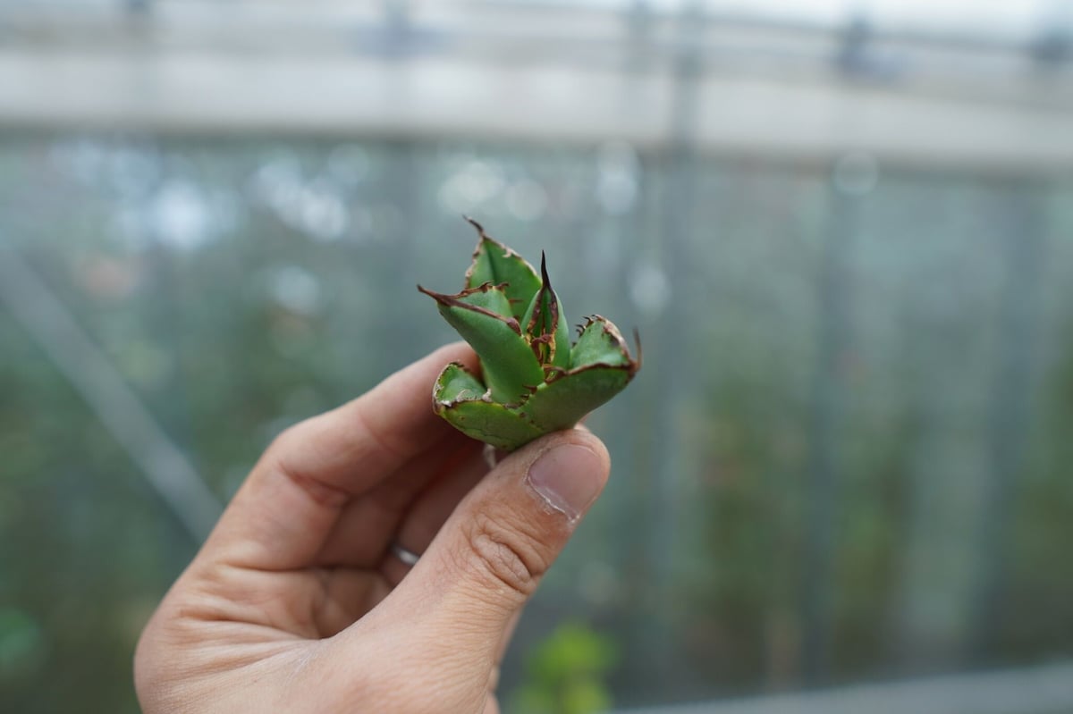 ゆ*く様 アガベ ドワーフ 極上イラン輸入株 チタノタ まん丸