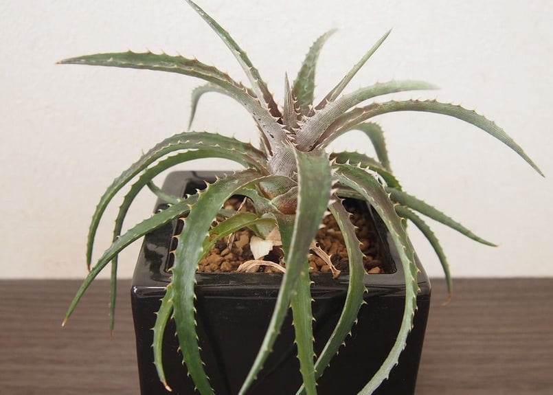 ディッキア Dyckia (reitzii rubra X Arizona) X goehri