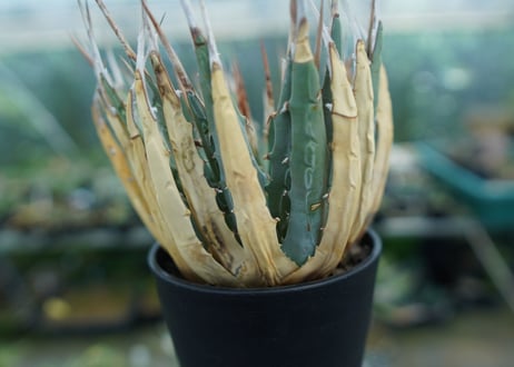 アガベ　ユタエンシス　Agave uthaensis　No.9