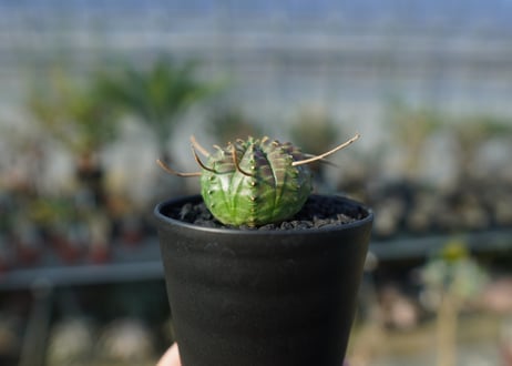 ユーフォルビア　スーパーバリダ　Euphorbia super valida  No.1