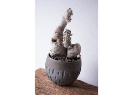 Pachypodium densiflorum