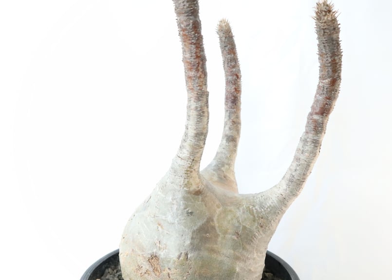 大玉グラキリス 現地株 未発根 大玉グラキリス 現地株 未発根 未発