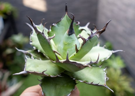 Agave ハデス 黒獄 A  NO.2