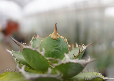 Agave titanota FO-76  G NO.1