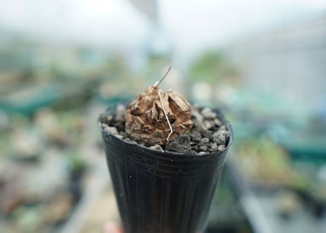亀甲竜　Dioscorea elephantipes　No.10