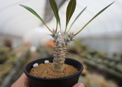 パキポディウム　デンシフローラム　Pachypodium densiflorum