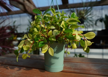 ペペロミア　グラベラ　Peperomia glabella