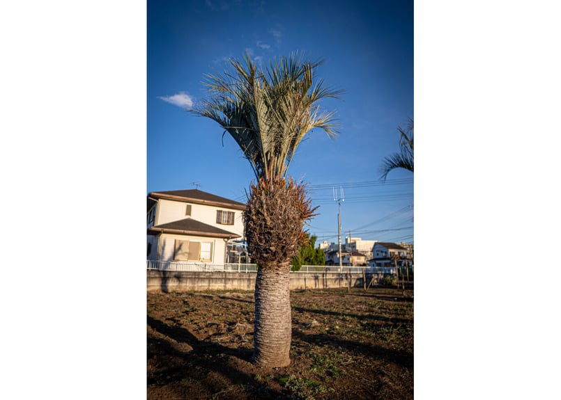 ココスヤシ Butia capitata No.5 | mana