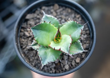 アガベ　チタノタ　ブルー　agave titanota Blue 　NO.3