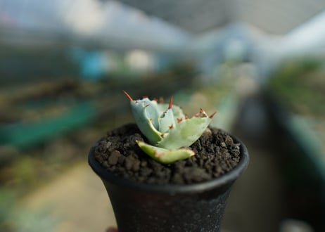 アガベ　兜蟹錦　Agave isthmensis “Kabutogani” variegata  No.3